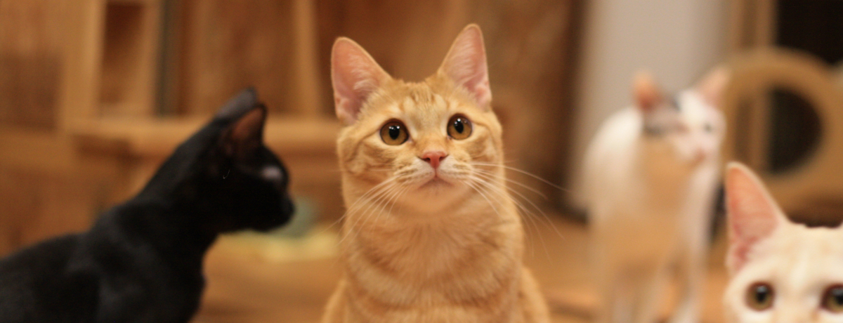 �{���ɔL���D���Ȑl�ɂ������������B�����́u�˂����z�X�e���v�Ƃ�