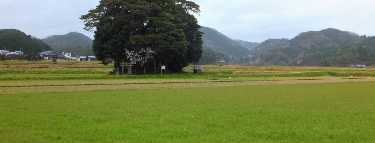 �g�g���̐X�ւ悤�����B����u�q�_�Ёv���܂��邭�ĉ����I