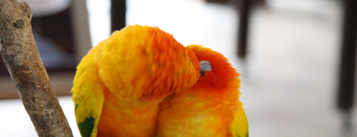 アςɍLԂŁA唗͂̃o[hV[y߂_ˉԒ