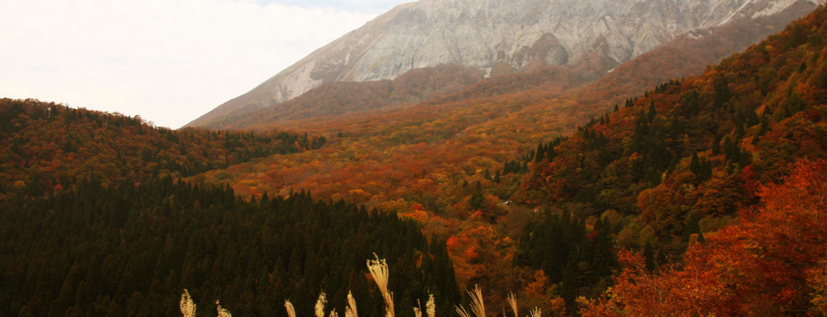 �R�̊┧����߂�g�t�ɐ��I������Ƒ�R�g�t�h���C�u�̌��ǂ���