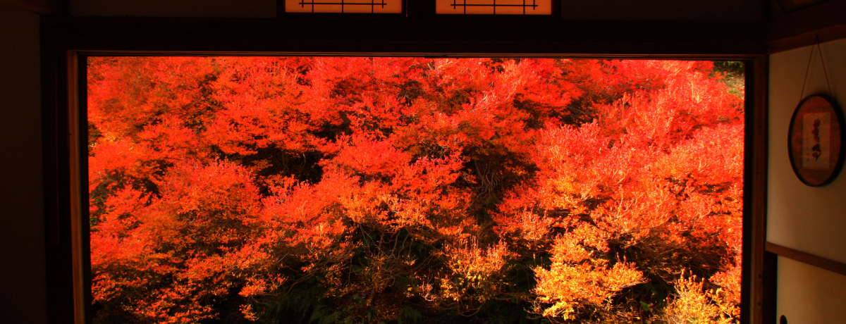 ܂1̊Ĝ悤ȍgtIɌuvhE_ccW