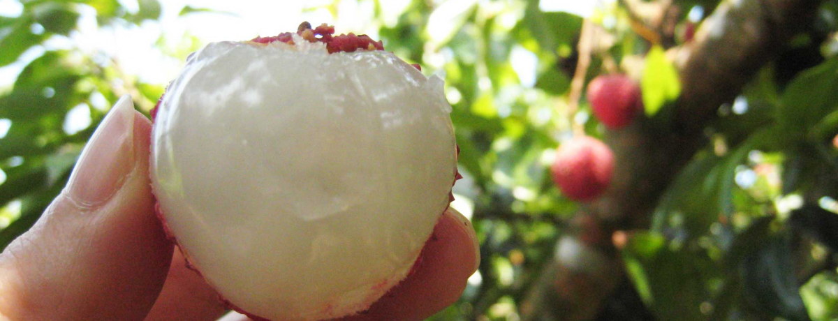 �k�M�܂������������C�`���H�ו���I��p�E���C�`���̏{�͂U�`�V���I