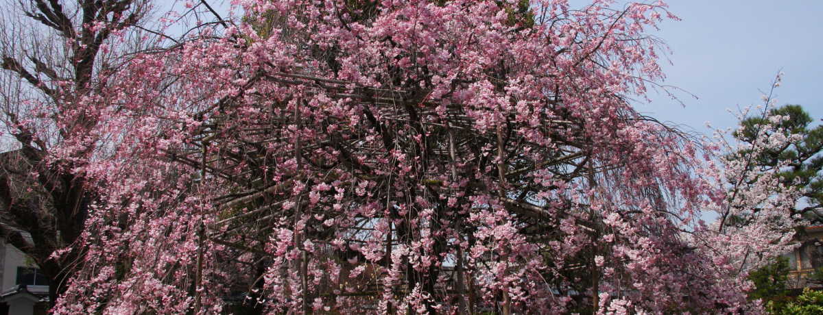 swӂ̖̍uv͍~悤Ȏ}