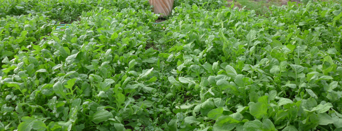 tu命n[uK[fvňݕ̃n[ueB[I