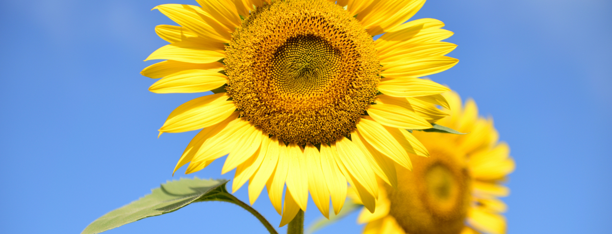 �R���E�Ђ܂�蔨�̊ό����łɃL�����v���IPICA�����x����