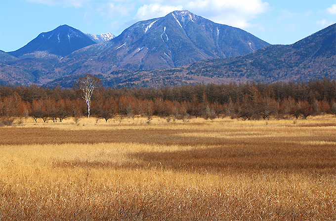 小田代ヶ原の貴婦人に会おう！奥日光湯元温泉から小田代ヶ原と戦場ヶ原