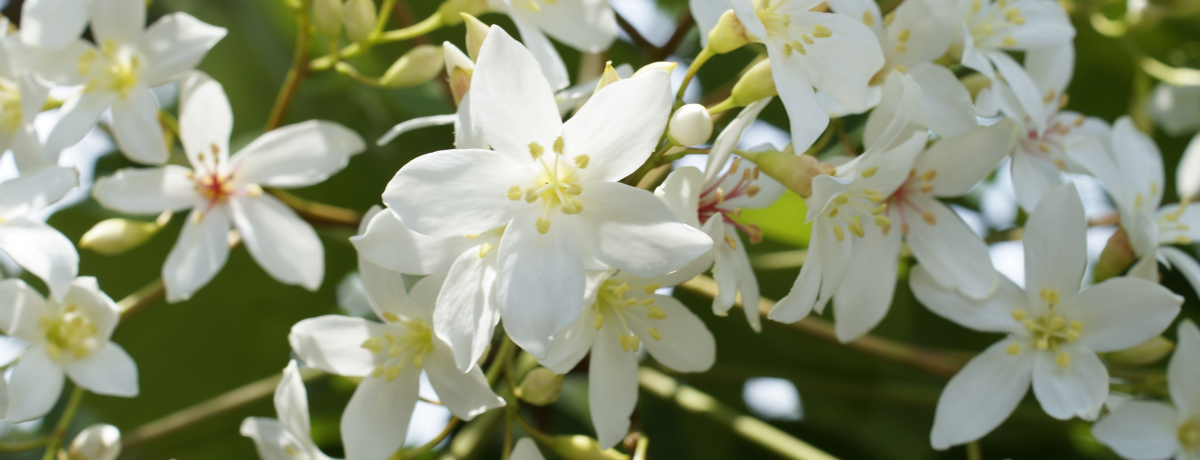 pɍ~u܌vHˉԂ̐^ŗDȎp͂fvɂI