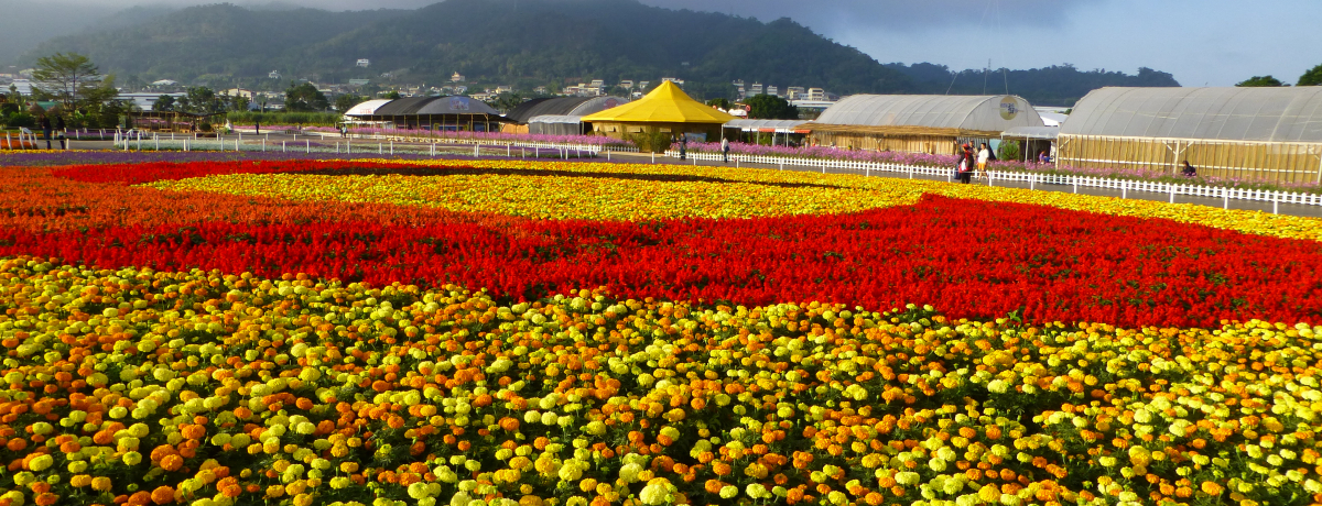 ��p�䒆�u�V�ЉԊC2019�v�͎R���ɍL�����ʂ̉Ԕ��I