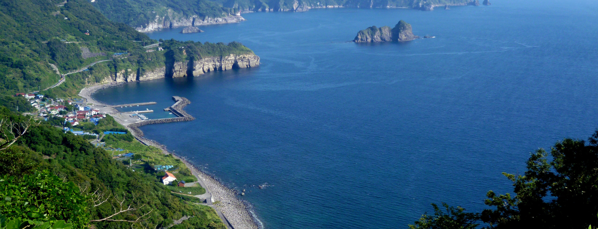 ��ɓ��u�}�[�K���b�g���C���v�g����ɒI�c�̐�i�������̉Ԏ��I