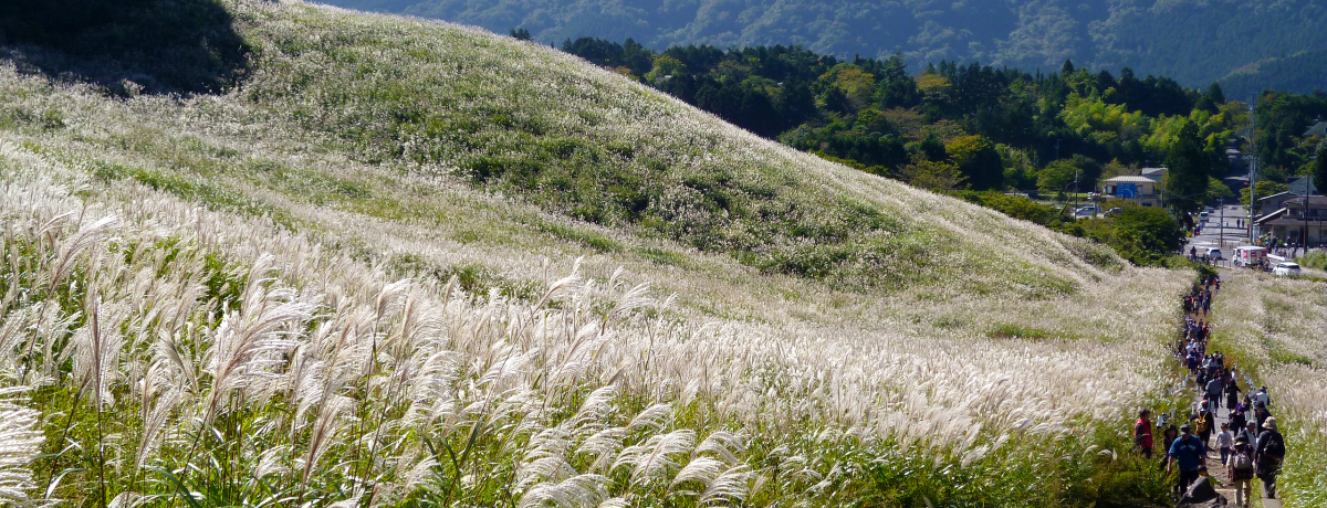 �u��Ό������������v�͏H�̔����ŕK���I�����F�̐�i�����\����R�c