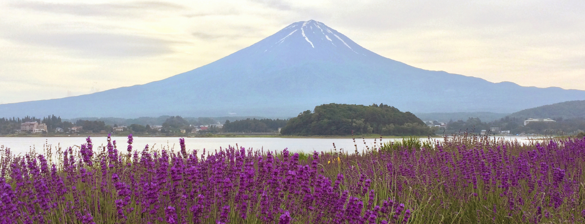 �u�͌��΃n�[�u�t�F�X�e�B�o���v�x�m�R�����x���_�[�̒���i�{�A�W�T�C���I