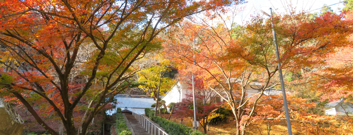 �É��u�哴�@�v�̍g�t�������I�X�̐Ώ��Œm����B�ꂽ�����Ƃ�