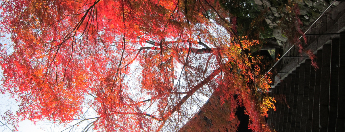 ���s����30���I����̎���u�O�䎛�v�Łg�g�t�g���l���h��Â��ɖ��i