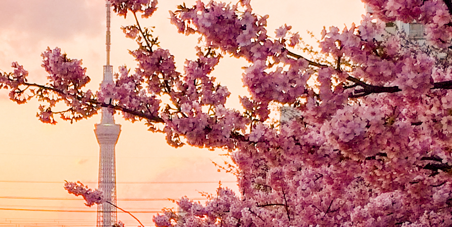 �͒Í��~�X�J�C�c���[�̐�i�I�s���̉͒Í��x�X�g�X�|�b�g