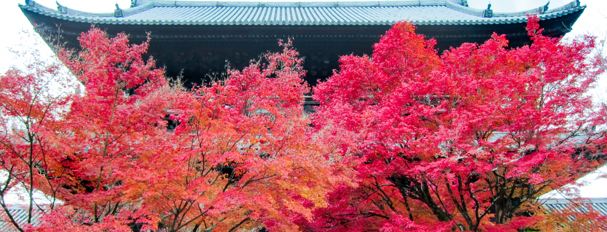 sETiϓ̍gt݂ǂSIIgt~̋Ŕ{