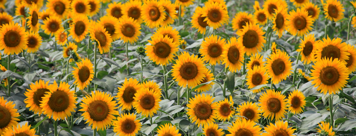 ���F���O�~�̐�i�I�_�ސ쌧���Ԏs�̍��ˈˋ����ӂЂ܂�蔨