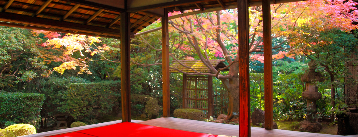 Discover the 350-Year-Old Weeping Cherry Tree at Choko-san