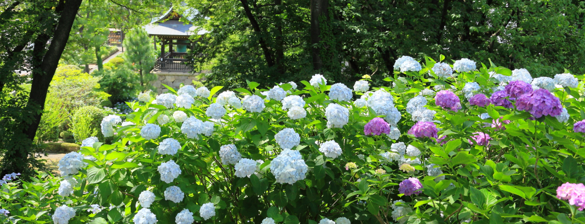 j[^Êǐ^񒆂ɂ!?~J̉luov