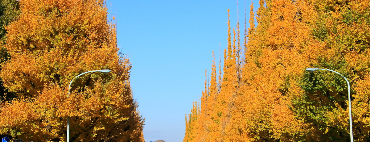 F̃C`E؂Ȃu_{OvĂ݂悤I