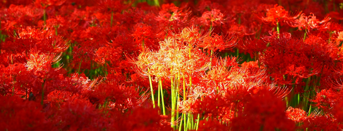 gO~zIɁIʁuВcv֎썹؎Be|CgSI