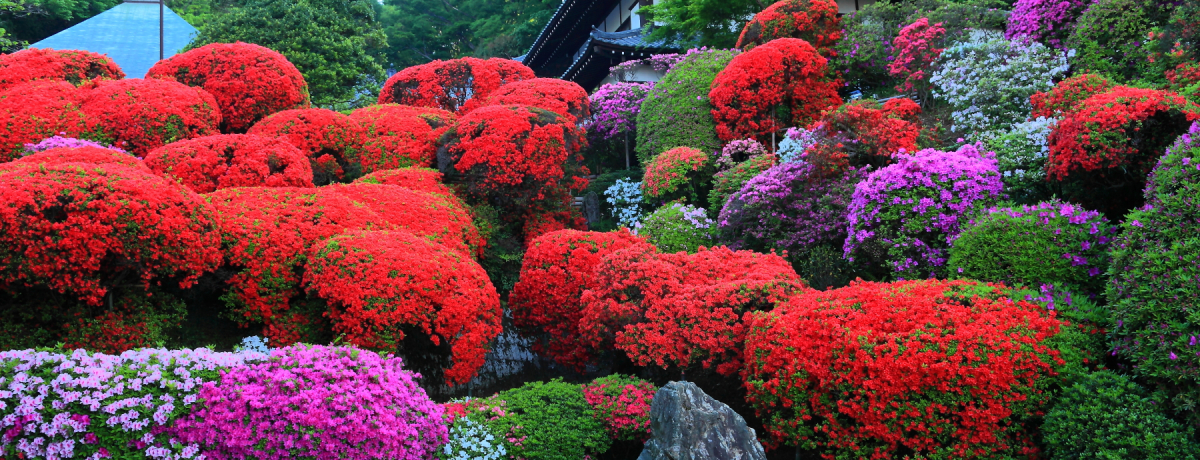 ���s�{�O��u���o�@�v�̋����Ńc�c�W�̉Ԃɖ�����Ă݂悤�I