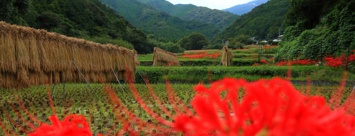 �^���Ԃɐ��܂������R���i�͕K�K�I�_�ސ�u������t�̔ފ݉ԁv