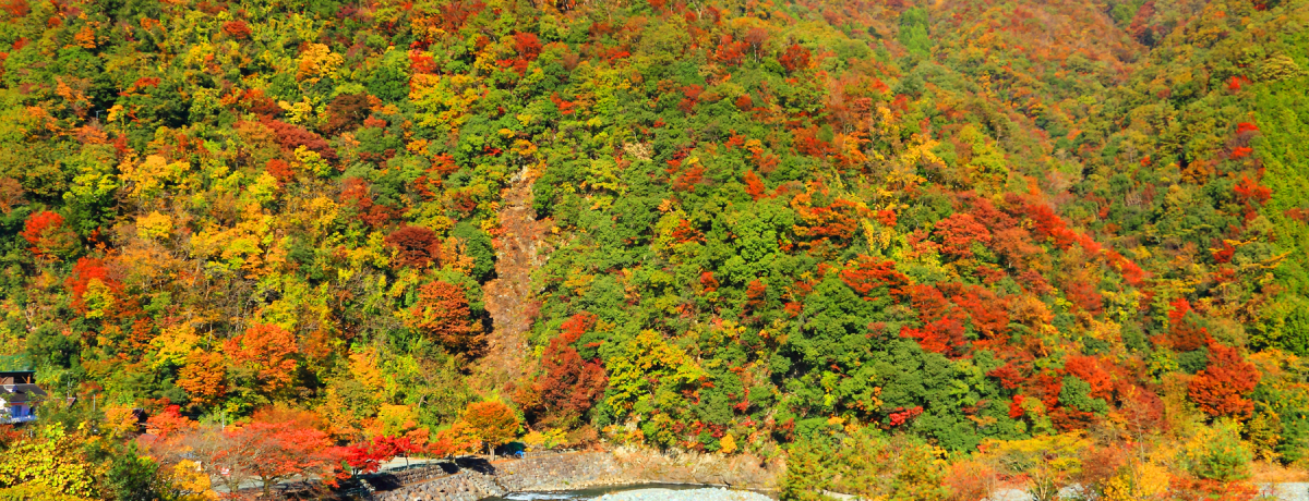 gtƐ̃R{͑ۂނقǂ̔IRuuv