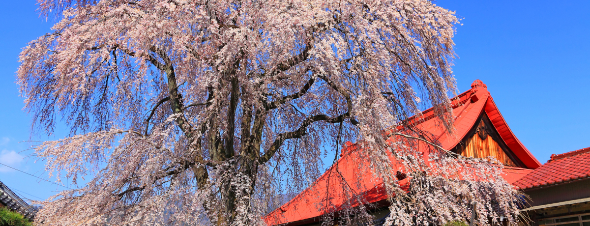 ���c�Ƃ̂��G���ō��Ϗ܁I�R���s���b�B�s�̃I�X�X�����@�S�I