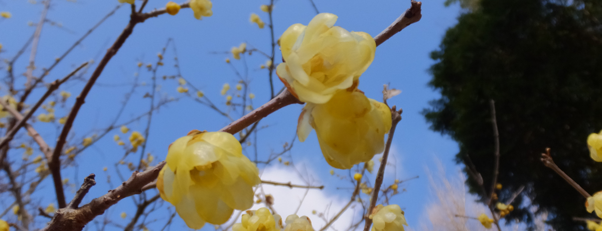 RɍL鉩FԂƊÂI_ސuc񃍃EoCv