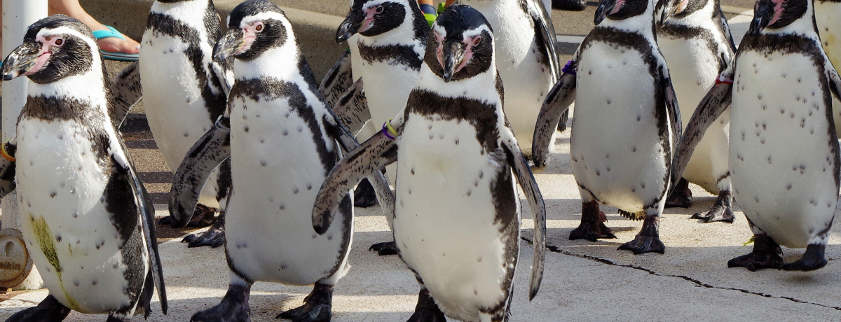 yM̎UɒRyCgE!?uzOفv̊yݕ