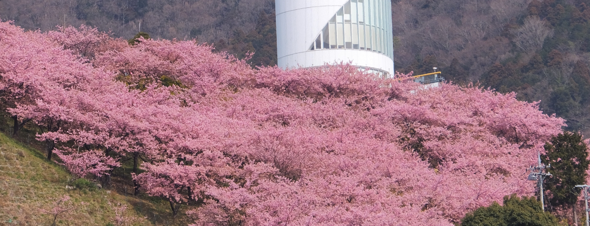 _ސ쌧cE͒ÍŃsNɐ܂R̓~jSȂǊy݂tI