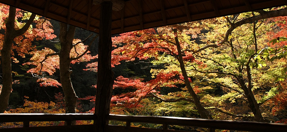 ��i��؂���I�R���E���勬���X�X���g�t�B�e�X�|�b�g�S�I