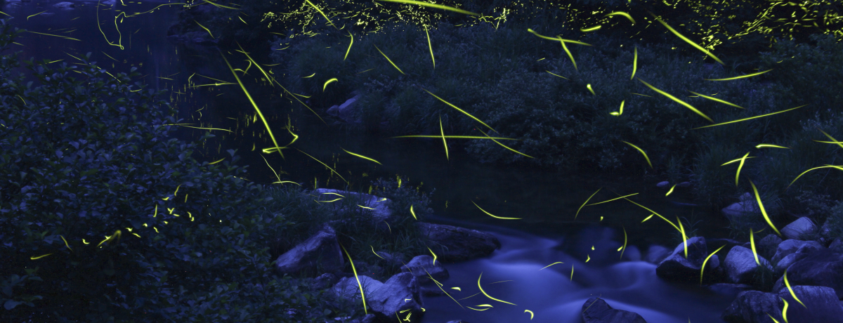 ���z�I�ȃz�^���̗������I�Ă̍L���u�O�i���v�̐�i������