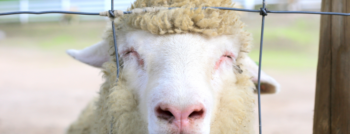 ǂqcWjbR!?ɍۃO[q̃V[