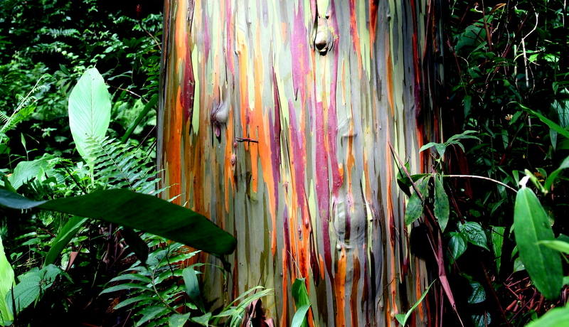 F̖؂ɓ̈ՁI`SRXGuPՁv