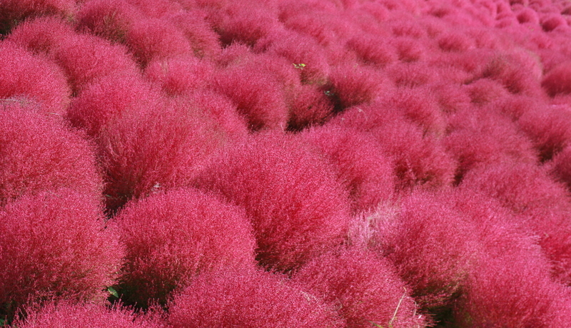 RLAɊCNAɃpX|I̎RiȃhCuR[X