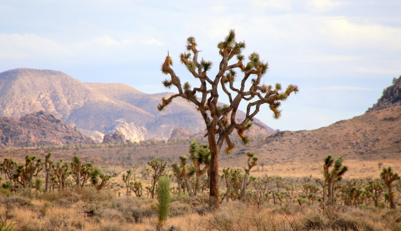 �J���t�H���j�A�u�W���V���A �c���[���������v�͂��˂��˂̖؂���ꏊ