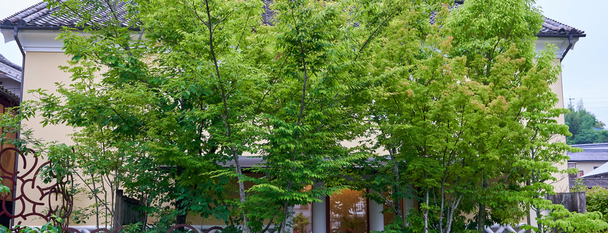 ���Q�E���q�̑��ɏh���I���K��Ԃɐ��܂�ς�����u���q�̏h ����v