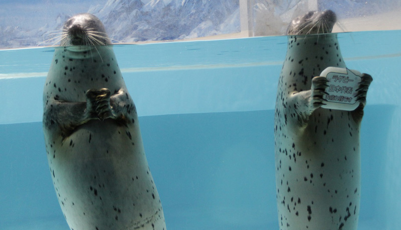 ���̌ܘY�ۃ|�[�Y���ł���A�U���V�ɉ��I���c�C��������