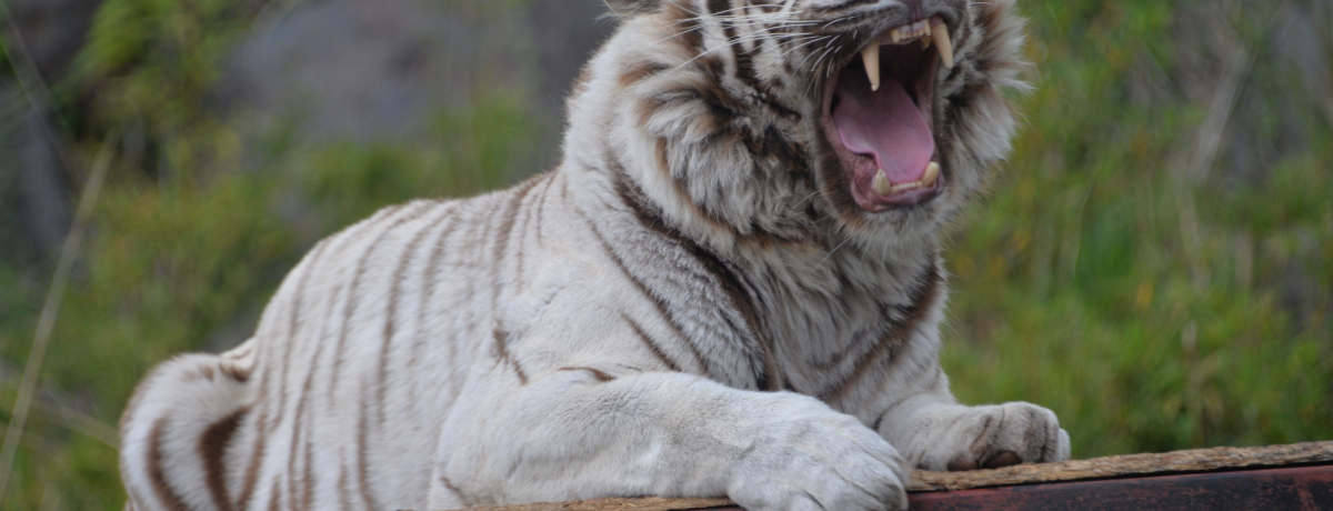 �ڋʂ̓z���C�g�^�C�K�[�I�u�ɓ��A�j�}���L���O�_���v�ŉa���̌�