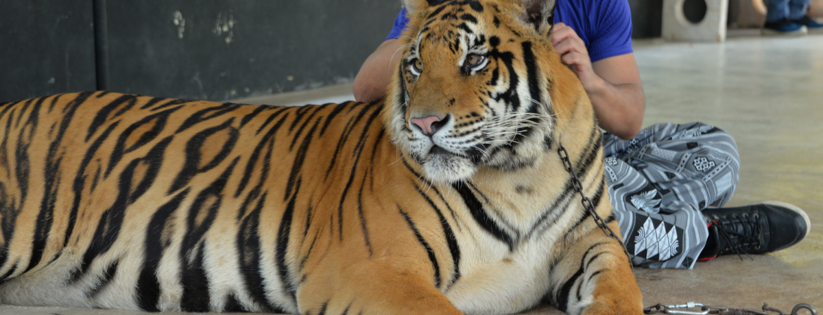 LOBeUoՂ̓I^CuV`[^CK[Y[v