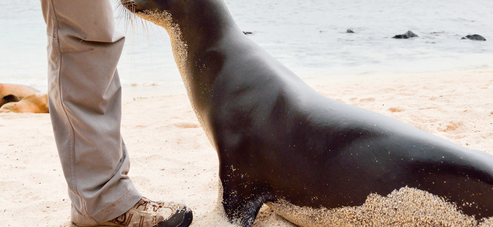 �A�V�J���ڑO�ɁI�����̊y���K���p�S�X�u�T���E�N���X�g�o�����v