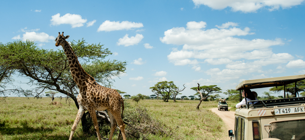 ���̖͂쐶�����I�^���U�j�A�u�Z�����Q�e�B�����S���S���v�̃T�t�@��