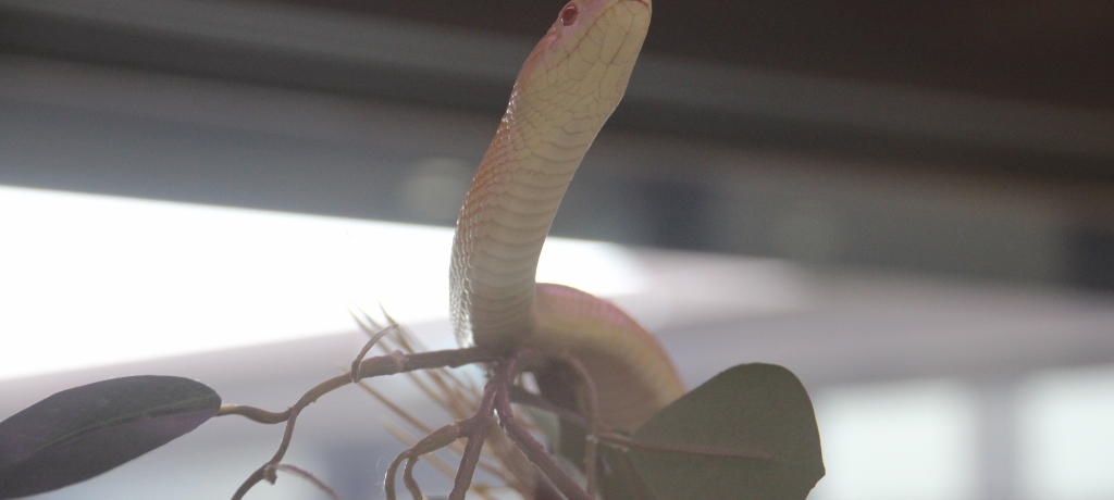 �ёы������ł͂��������Ȃ��I�⍑�s�͔��ւƊ⍑���i�E�@���˂�����