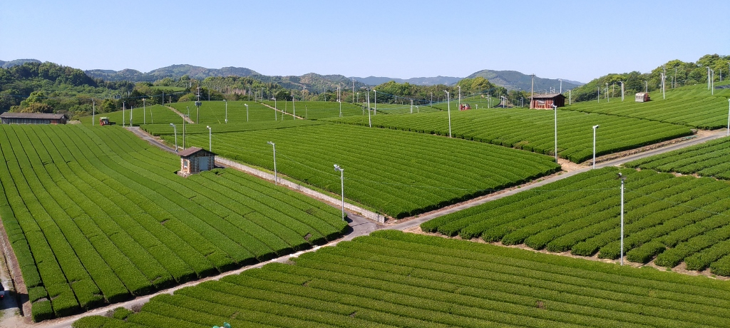 ̒ǂ딪su咃vόƃJtFňꑧ