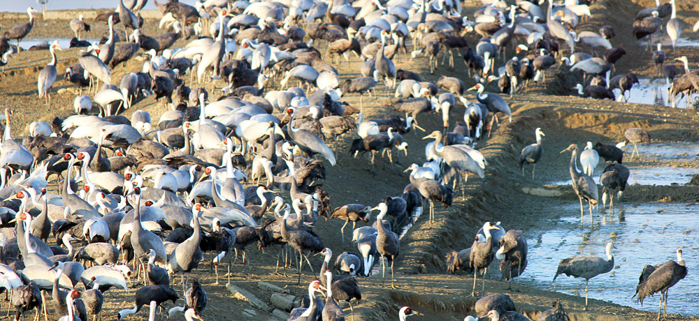 uoscώ@Z^[vŎɔ򗈂߂ώ@Iċ