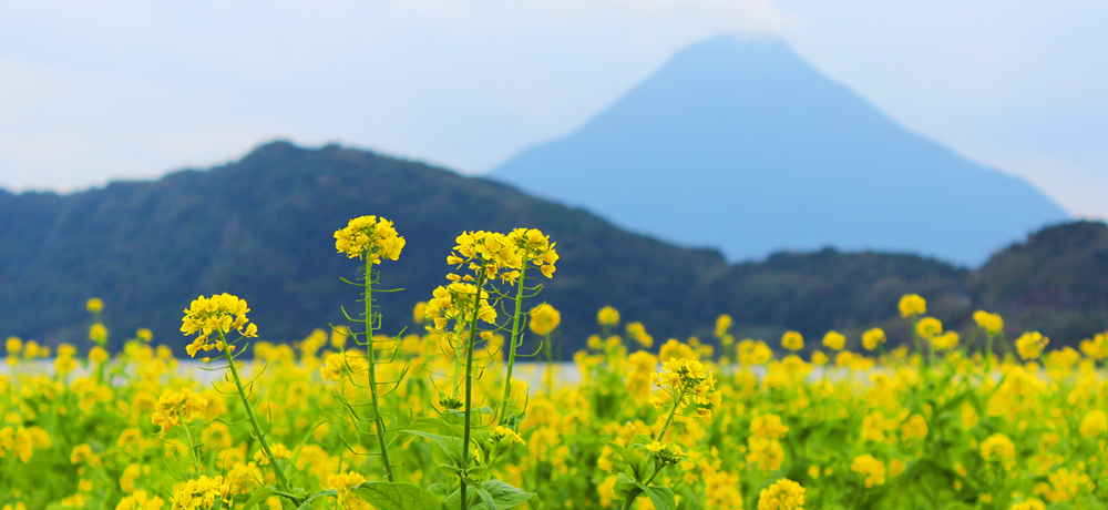 ^~̎ʂ鉩FO~I؂̉ԁ~Jx~rc