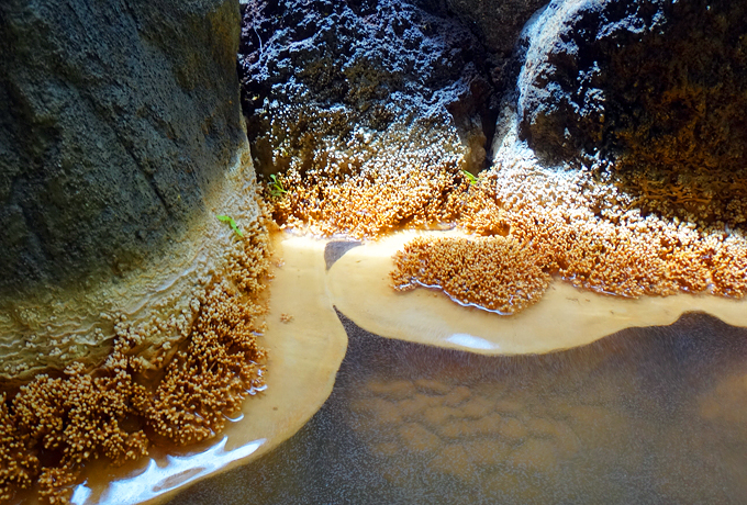 �u�ԏ鉷��z�e���v�͌Q�n�̂������铒�I���򂪍��X��̉�