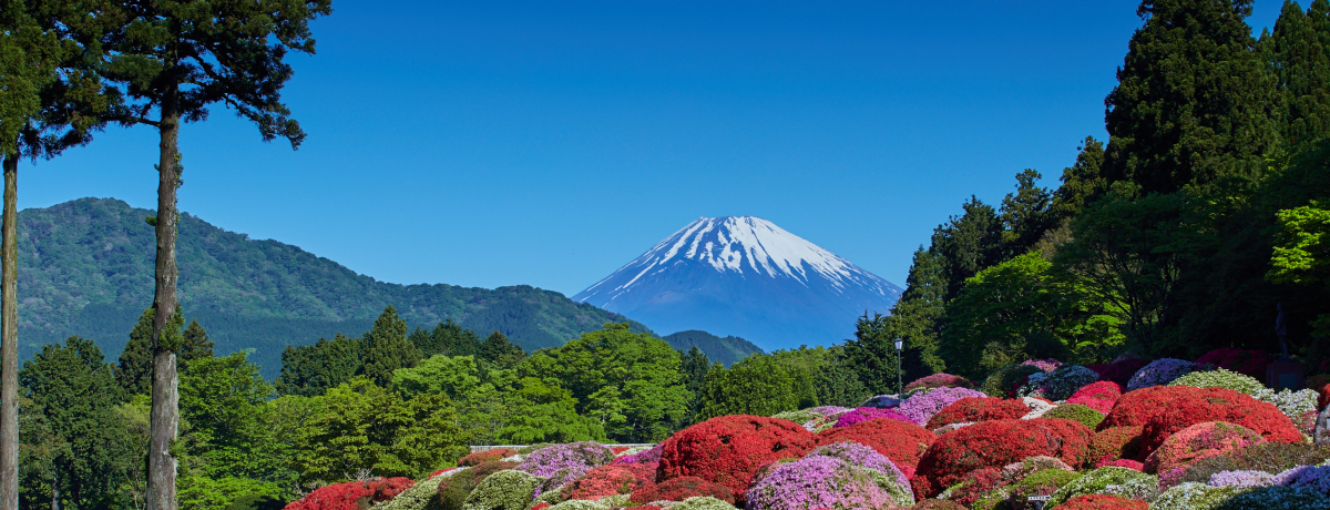 w̃P[VƓ`Âuc} R̃zev