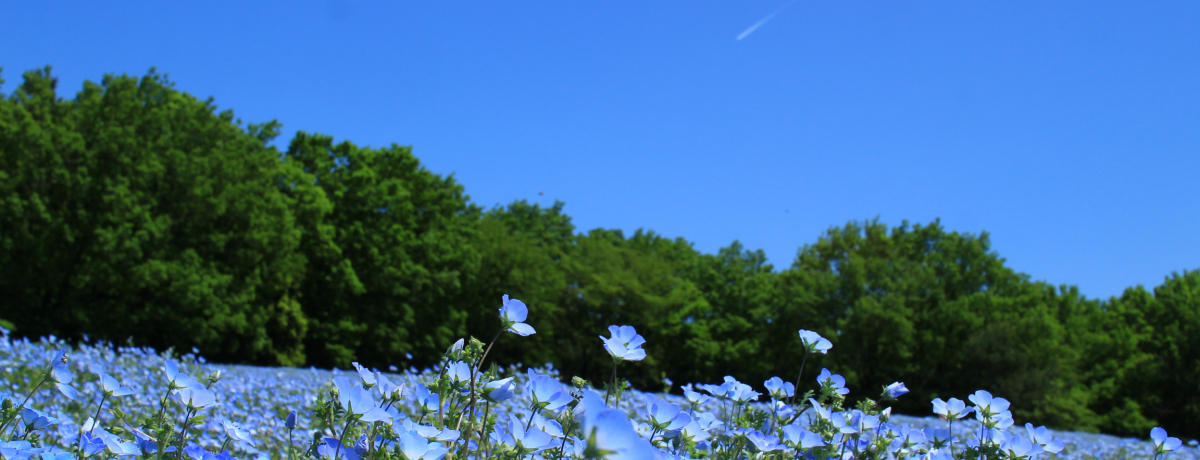 ʂ̃ltBȂIԂς̍cuːXь